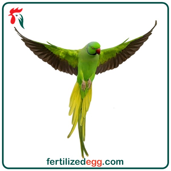 تخم نطفه دار شاه طوطی